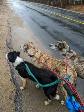 Three Dogs on Leashes Walking Down the Side of a Road Stop to Look at Something Foto stock