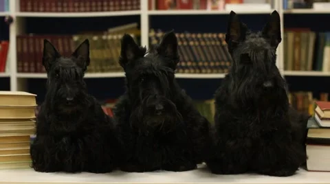 Three dogs in the library Stock Footage 46045706