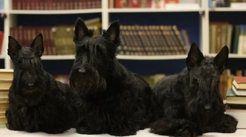Three dogs in the library Stock Footage 46138060