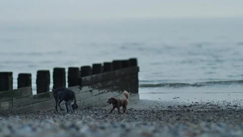 Three dogs on a pebbled UK beach tilt shift slow motion 4K Stock Footage 285404200