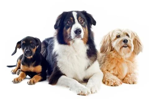 Three dogs Stock Photos