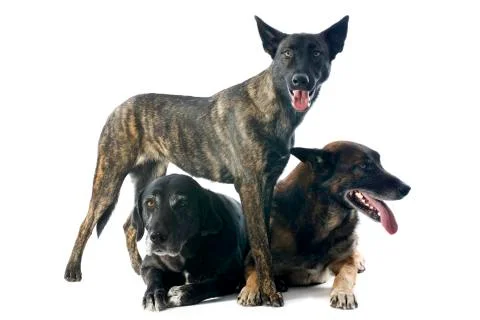 Three dogs Stock-Fotos