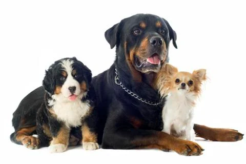 Three dogs Stock Photos
