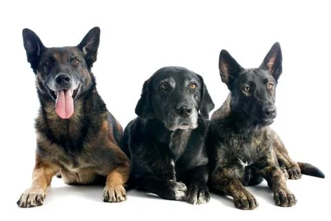 Three dogs Stock Photos