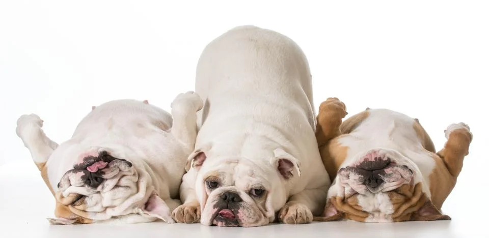 Three dogs Foto stock