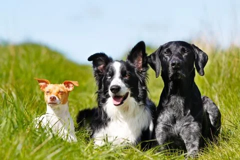 Three dogs Stock Photos