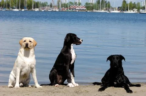 Three dogs Stock Photos