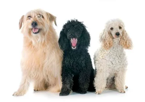 Three dogs Stock Photos