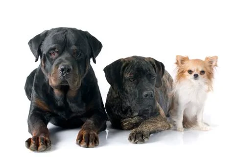 Three dogs Stock Photos