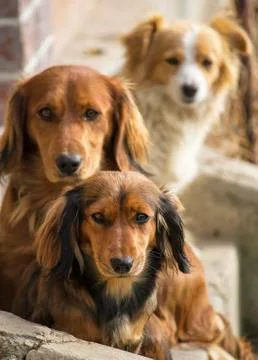 Three dogs Stock Photos