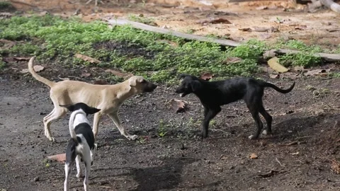 Three dogs play between the wallpaper and gnaw each other with their teeth Stock Footage 230700796