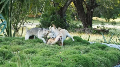 Three dogs play in the green grass in summer. Stock Footage 128618005
