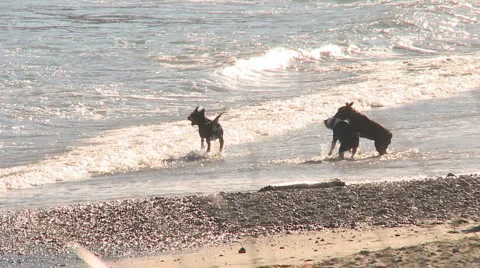 Three dogs at play in surf Stock Footage 951992