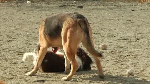 Three dogs playing with each other Stock Footage 8973331