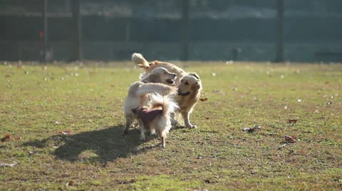 Three dogs playing 스톡 동영상 23928625