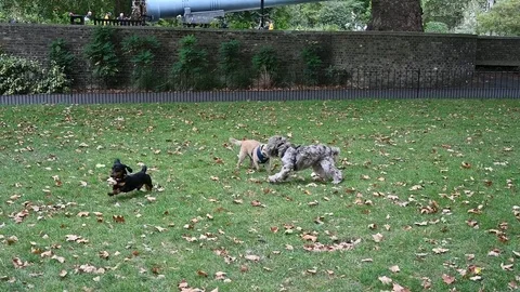 Three Dogs Playing in a Park Stock Footage