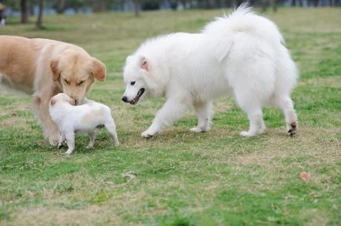 Three dogs playing Stock Photos