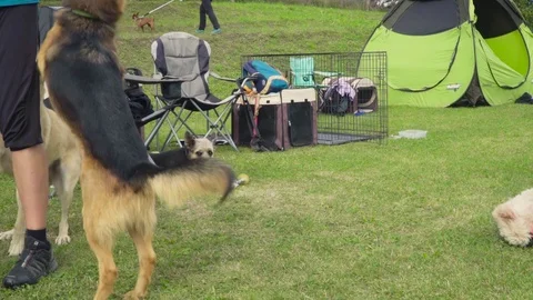 Three dogs playing with their owner Видео 118014205