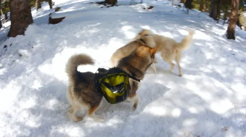 Three dogs running around each other Stock Footage 50410423
