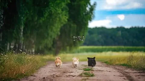 Three dogs running on dirt path in green countryside Stock Photos