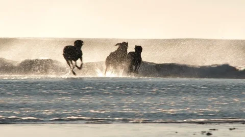 Three Dogs Running To Ocean Waves For A Swim Stock Footage 100642105