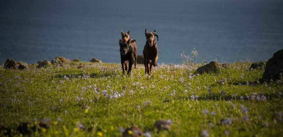 Three dogs running Stock-Fotos