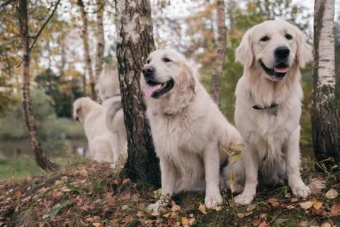 Three dogs Siberian Husky and Golden Retrievers are sitting in autumn park re Stock Photos