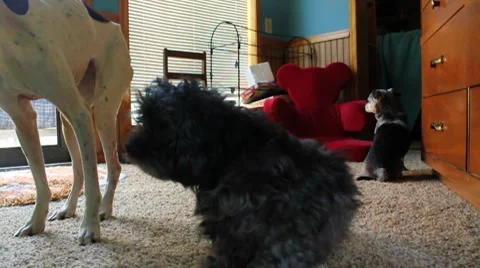 Three dogs sit with scratching poodle in center Stock Footage 8652943