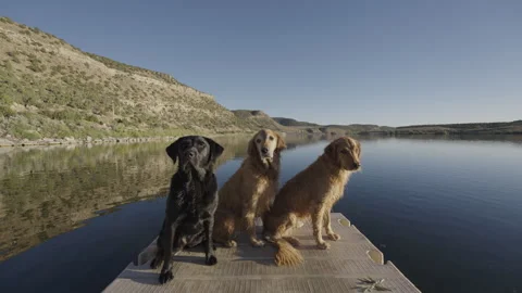Three Dogs Sitting on Dock Over Reflective Lake with Desert Mountains Stock Footage 315893024