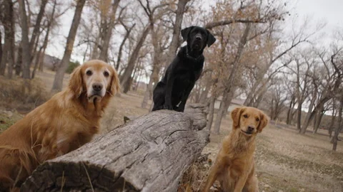 Three Dogs Sitting in Park Looking at Camera Stock Footage 328866244