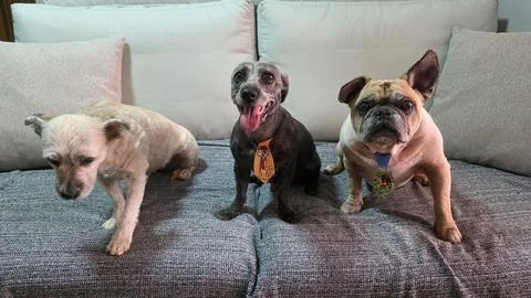 Three dogs on a sofa Stock Photos