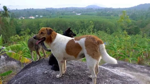 Three dogs standing on a cliff Stock Footage 69078872