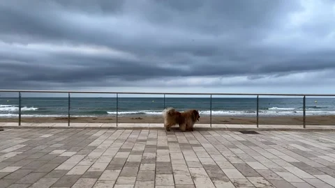 Three dogs strolling on an overcast beach, with a fluffy dog trailing behind Stock Footage 344303398