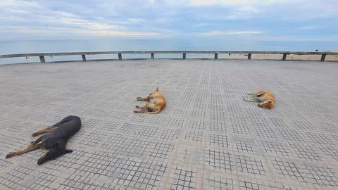 Three dogs sunbathing on footpaths on the beach and the sea. Fotos de archivo