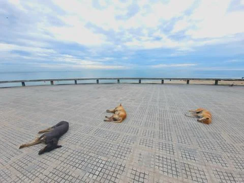 Three dogs sunbathing on footpaths on the beach and the sea. Stock Photos