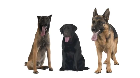 Three dogs on a white background Stock Footage 150948417