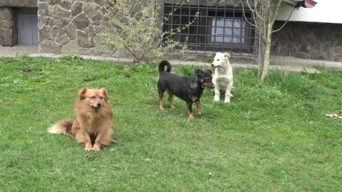 Three dogs in the yard Video stock 280462774