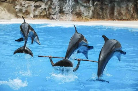 Three Dolphins in action Stock Photos