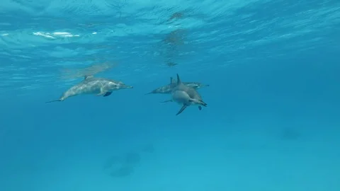Three dolphins communicate each other. Animals communication in the wildlife. Stock Footage 104903121