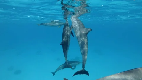 Three dolphins communicate with each other. Animals communication Vidéo 107284258