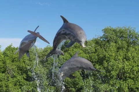 Three dolphins in a jump from the water, in splashes of water, against a Stock Photos