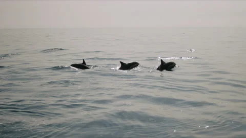 Three Dolphins Jumping Together Close-Up Wide 4K 48FPS SLO-MO Stock Footage 221190813