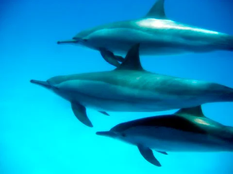 Three dolphins Stock Photos