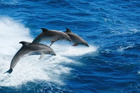 Three dolphins Stock Photos