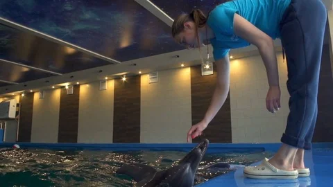 Three dolphins playing in the water waiting for a treat slow motion Stock Footage 73115619