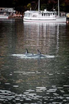 Three dolphins surfacing Foto stock