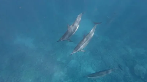 Three dolphins swim slowly to surface 스톡 동영상 148355196