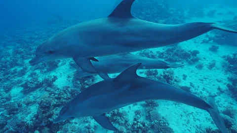 Three dolphins swimming around the camera Stock Footage 235168075