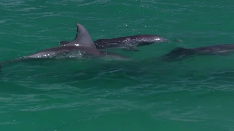 Three dolphins swimming majestically Stock Footage 88452373