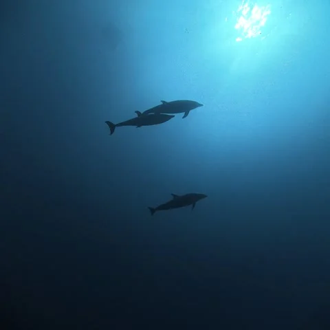 Three Dolphins Swimming Together in Blue Water at Socorro Island Stock Footage 344477758